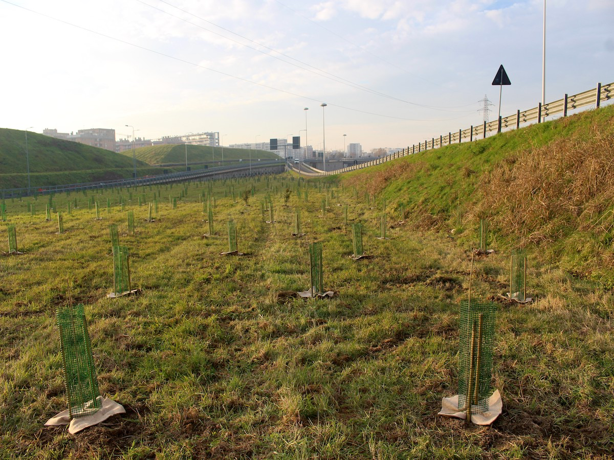 Una città sempre più green, piantati altri 7000 alberi