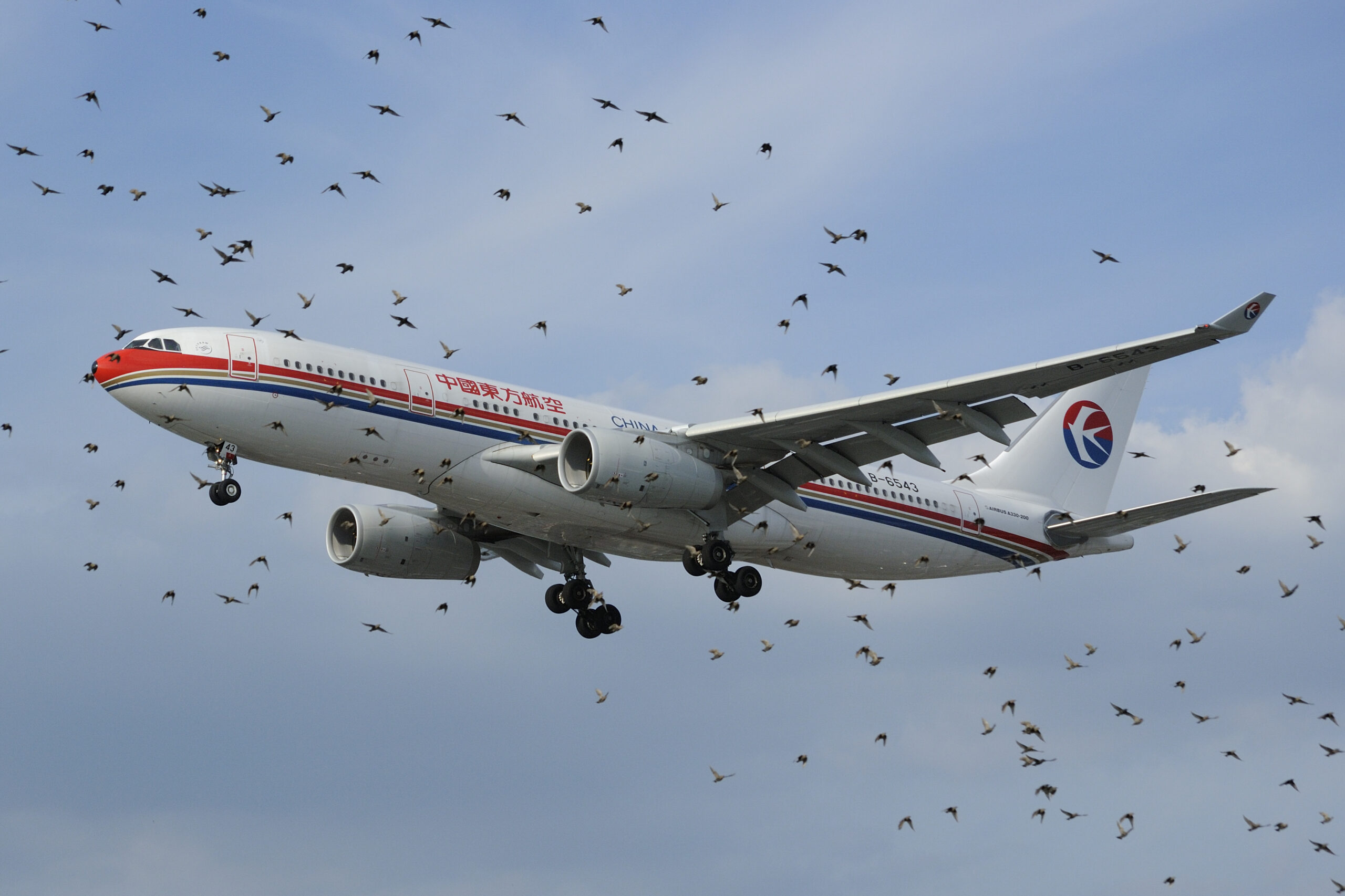 Il volo attaccato dai volatili: bird strike a Linate