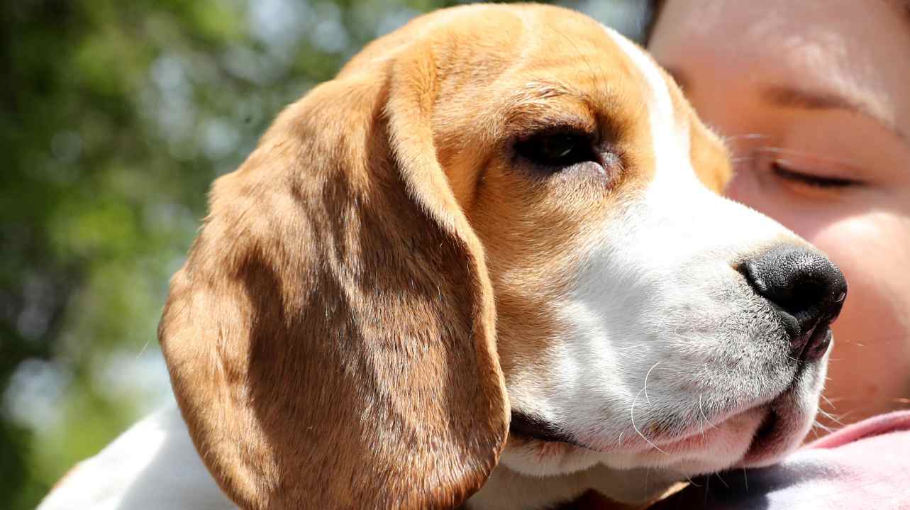 Beagle ucciso per avvelenamento – La famiglia mette una taglia da 50mila euro per trovare il colpevole
