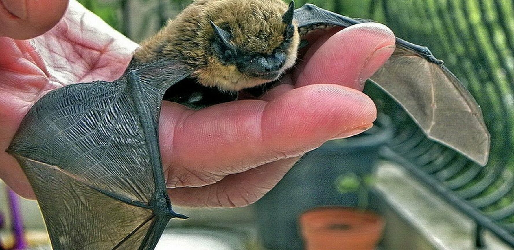 Milano – Isolato virus Issyk -Kul da pipistrello: è la prima volta in Italia