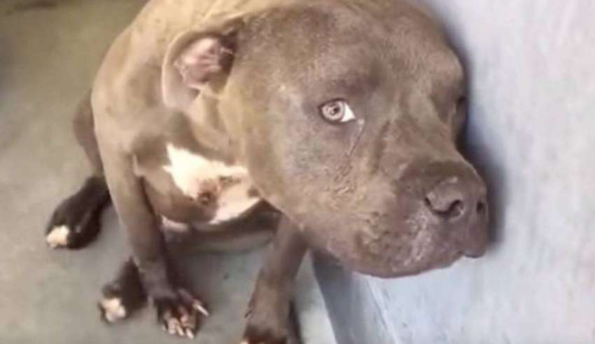 Milano – Maltrattano pitbull: erano pelle e ossa e vivevano in mezzo agli escrementi. Denunciati proprietari di un allevamento