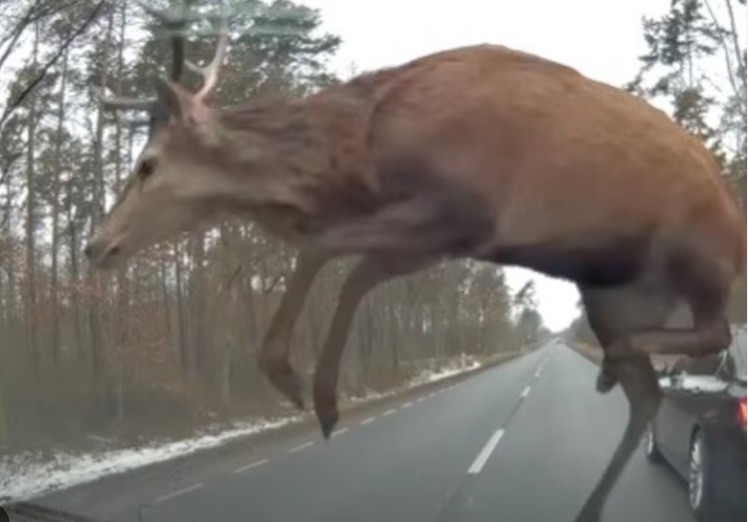 Tragedia in Lombardia – Cervo attraversa la strada all’improvviso: muore automobilista