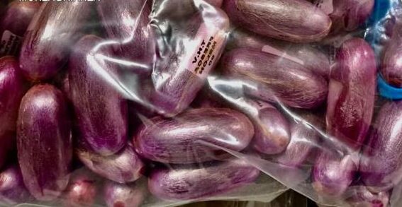 Milano – Ragazzo nasconde 20 kg di hashish nel giardino della sua villetta “Volevo venderli per sposarmi”