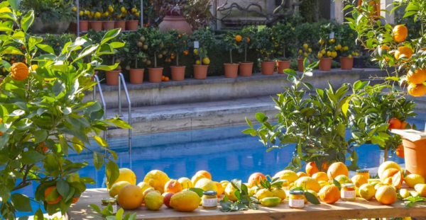 Milano per 2 giorni capitale degli ‘Agrumi: al via la grande mostra-mercato, fra le più importanti in Italia nel settore INFO