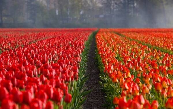Alle porte di Milano uno spettacolo della natura – Un campo con 200 mila fiori e un’esplosione di colori. Ecco dove