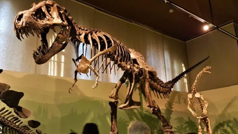 Milano – Festeggia il compleanno dei tuoi figli al Museo di Storia Naturale: visite guidate e giochi a tema. Il progetto