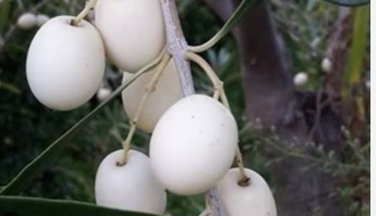 Rinasce dopo 3mila anni l’oliva bianca citata nella Bibbia, la ‘Leucokasos’. Merito di un italiano