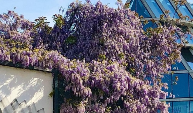 Milano – “Salvate il glicine monumentale, patrimonio della città!”. Può essere distrutto da un cantiere. L’appello 