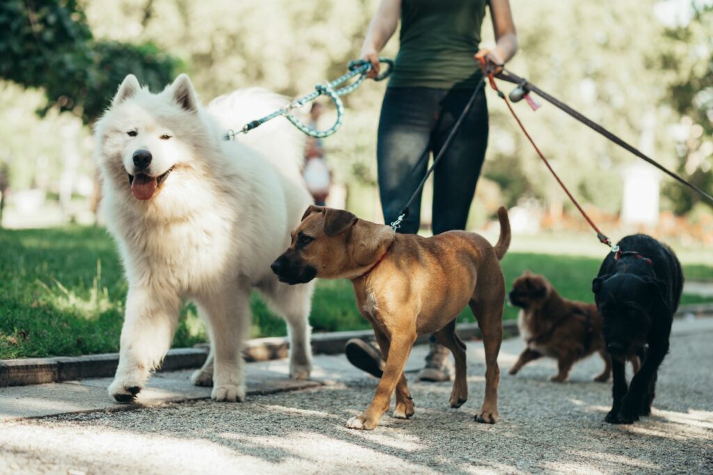 A Milano è boom dei Dog-sitter: “Si guadagnano anche 40mila euro l’anno”. E ora partono i corsi