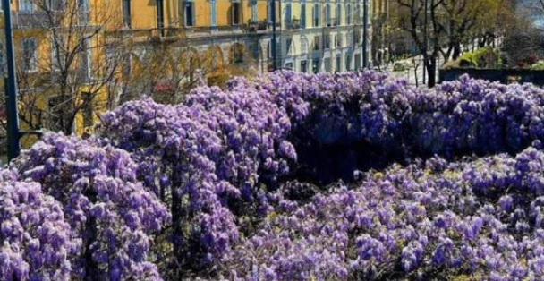 Milano – Il glicine di piazzale Baiamonti è salvo: esultano cittadini e ambientalisti. Sala fa un passo indietro