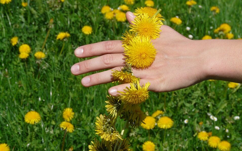 Tragedia in Lombardia – Mangia fiore velenoso: muore dopo 2 giorni di agonia esperto di piante officinali