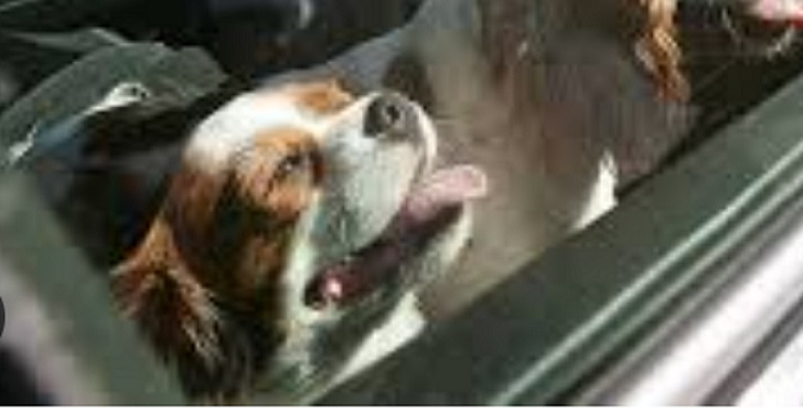 Milano – Lascia il cagnolino chiuso in auto, sotto il sole rovente. Salvato dai carabinieri, lei denunciata