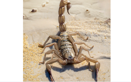 A Milano scoperto il primo scorpione triassico italiano – Grande scoperta del team dei ricercatori