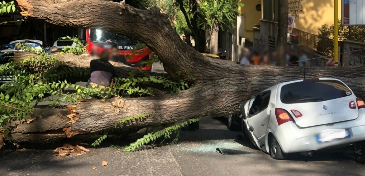 Disastro a Milano – Dopo il nubifragio sono oltre 400 gli alberi crollati in strada. Sala: “Non c’è un problema di manutenzione”