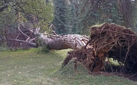 Lombardia – Tragedia del maltempo: muore a 16 anni in un campo scout, colpita da albero crollato