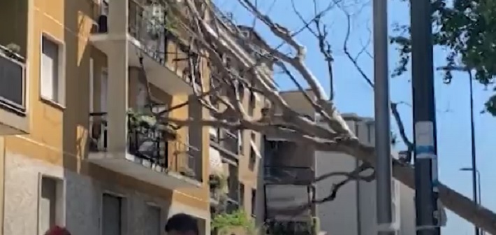 Milano – Crolla albero su un palazzo, i residenti lanciano l’allarme