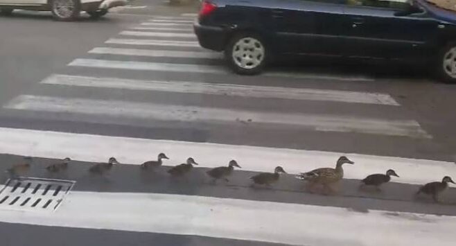 In Lombardia anatroccoli in centro città – Un’intera famiglia attraversa sulle strisce, con estrema educazione: “Più civili dei cittadini”