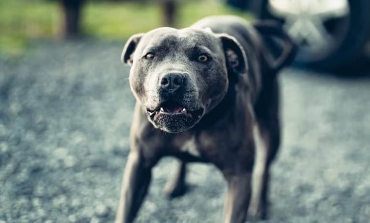 Milano – Cane aggredisce persone in piena piazza XXIV Maggio: portati in ospedale