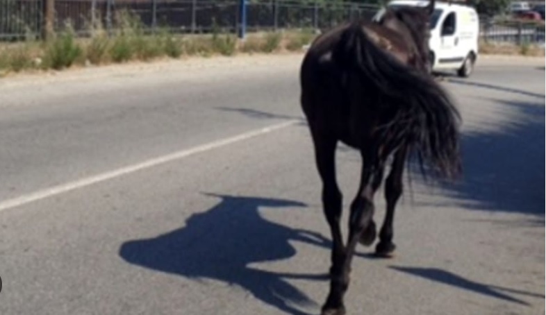 Milano – Cavalli e asini scappano dal recinto e finiscono in strada. Multato il proprietario