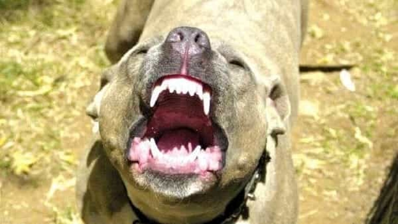 Follia in Lombardia- “Tenga il cane al guinzaglio!”: e il padrone sfregia una ragazza con un cacciavite