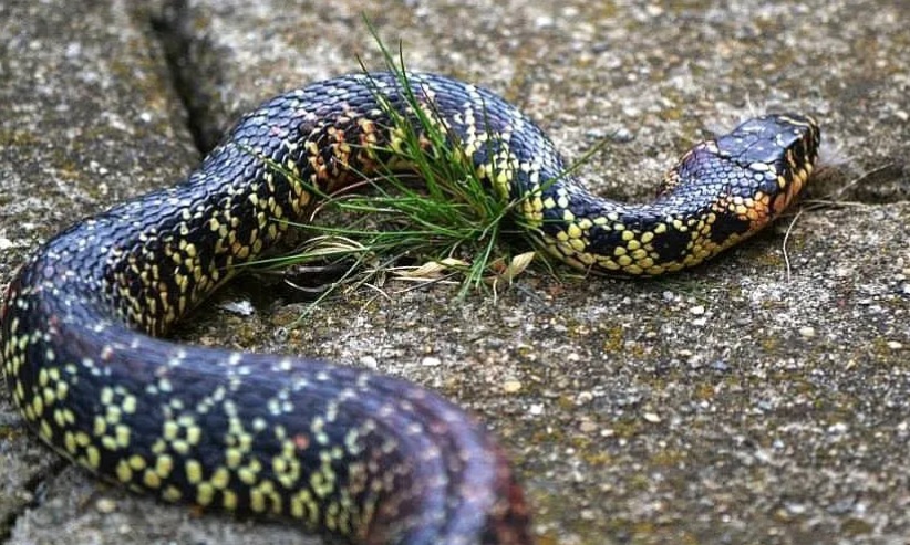 Spavento a Milano – Va nel giardino di casa e trova un serpente