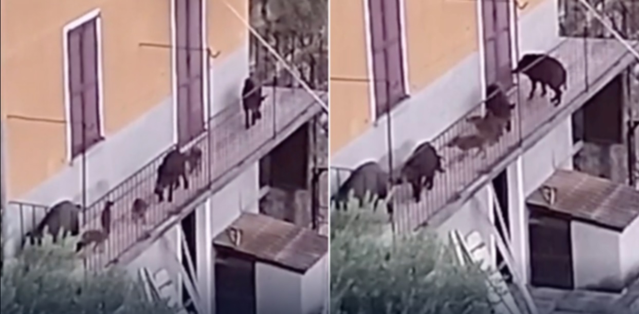 In Lombardia i cinghiali salgono anche sui balconi – Lo spavento di una famiglia