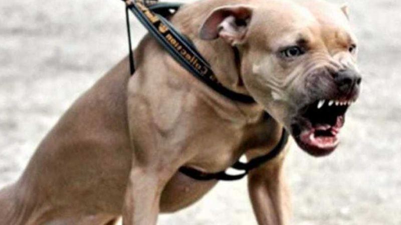 Dramma in Lombardia – Aggredita dal Pitbull del vicino di casa: muore anziana