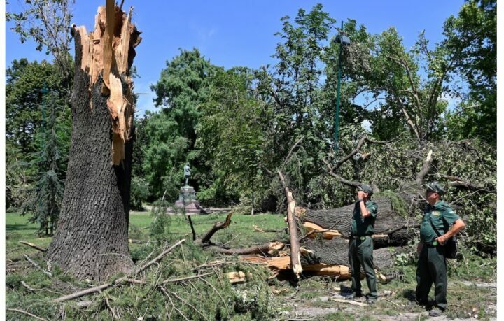 A Milano gli alberi caduti per il nubifragio si trasformeranno in “opere d’arte” – Al via il progetto