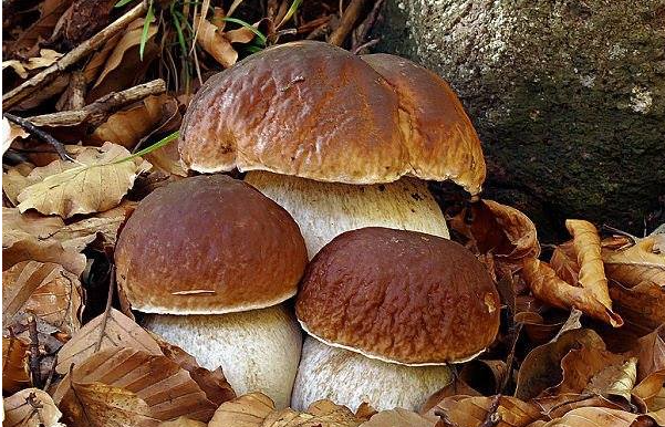 A Milano il 1° Festival dei Funghi: “Assaggerete anche i tartufi lombardi”. L’ evento speciale