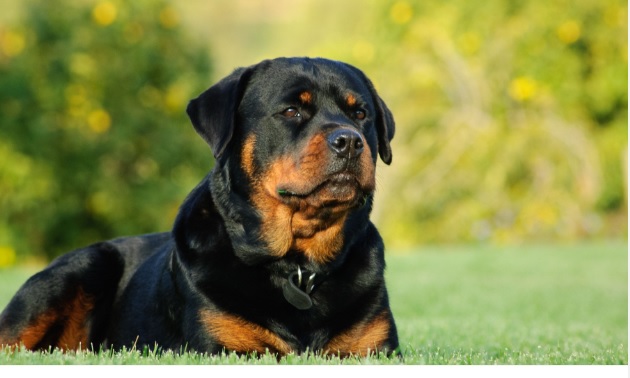 Milano – Spara ad un rottweiler nel parco, davanti al padrone di 13 anni, e lo uccide “L’ho fatto per difendermi”