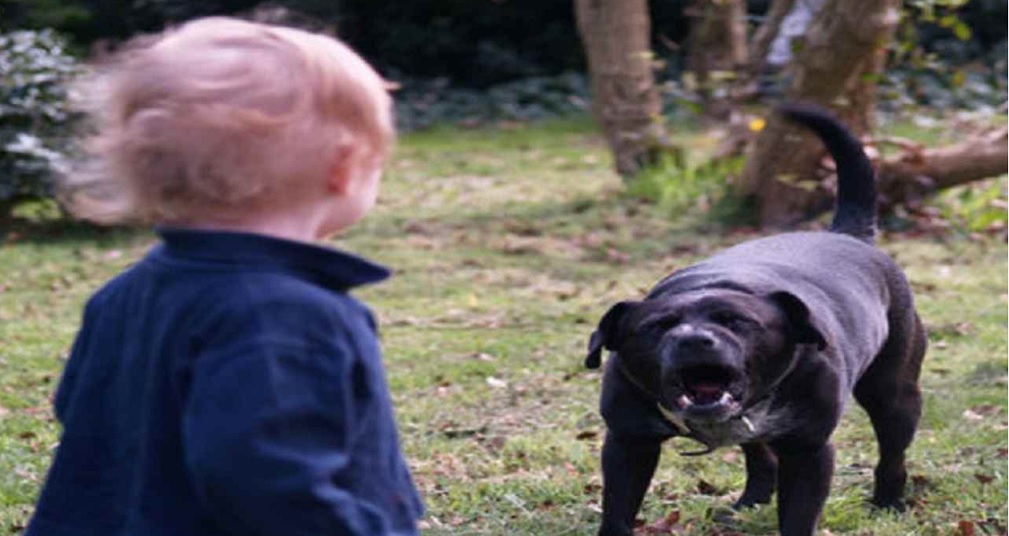 Paura in Lombardia – Bimbo azzannato dal cane di famiglia. Salvato dalla nonna, anche lei ricoverata