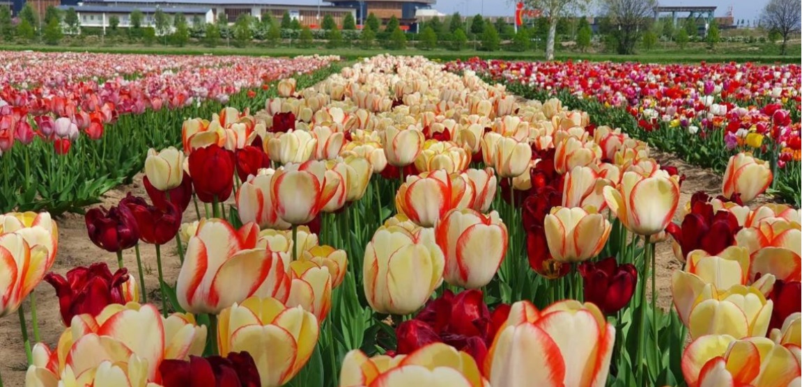 Vicino a Milano c’è un “mare” di tulipani. Riapre il meraviglioso campo, con un’esplosione di colori. Ecco dove