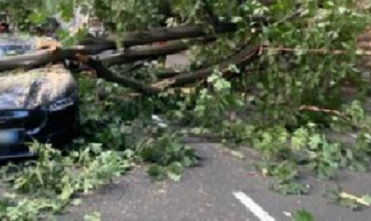 Milano – Nubifragio, crolla un albero. Muore una donna. Due feriti
