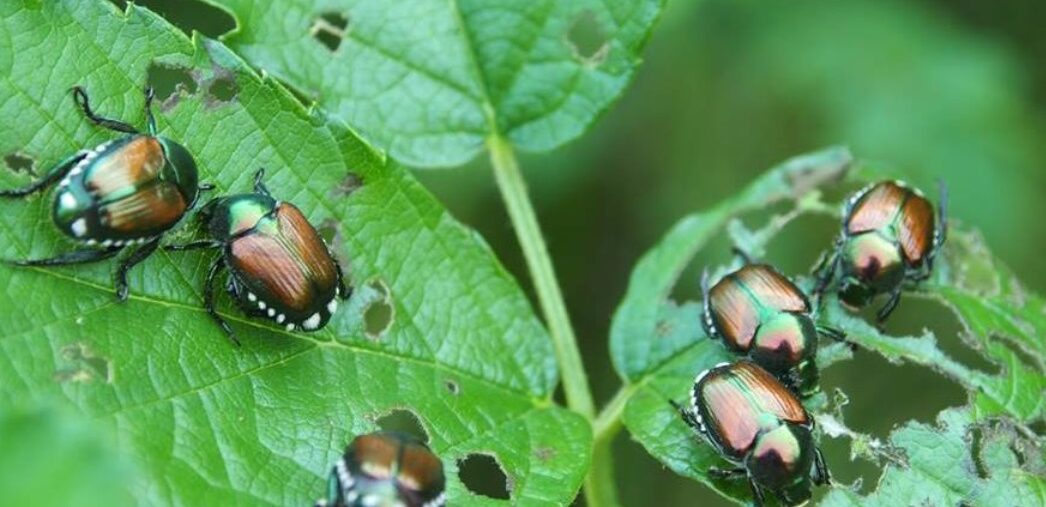 Milano – Effetti caldo: è tornato in città l’insetto divora foglie’: “Invasione peggiore dell’anno scorso”: ecco le zone più colpite