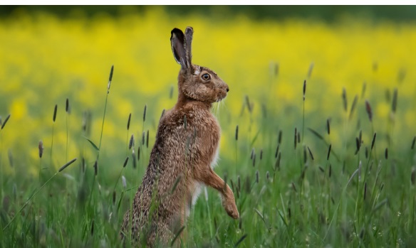 Nel Milanese una carneficina di animali – Leprotti uccisi a fucilate: protestano gli abitanti. Cosa è successo