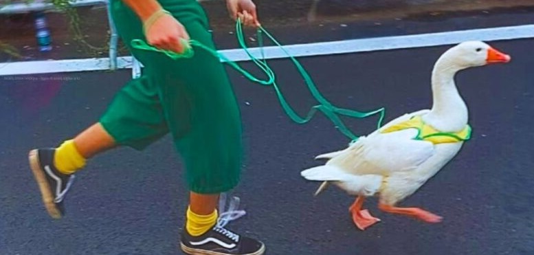 Milano –  Furia degli animalisti al Palio delle Oche :  “La corsa causa paura e sofferenza agli animali, ora basta”