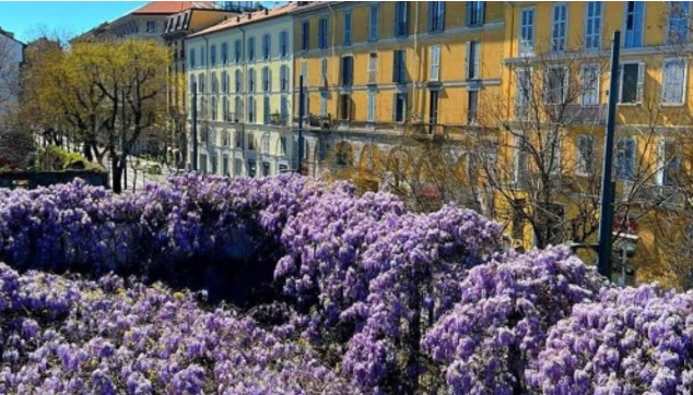 Milano – Pensionato fa il censimento dei meravigliosi glicini della città: “Un’opera floreale monumentale”. Ecco il progetto