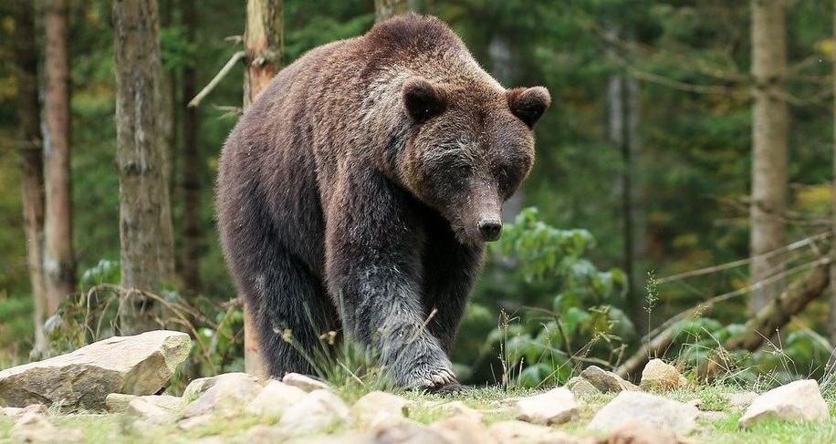 Nel Bresciano si aggira un orso affamato – L’appello della Polizia: “Non lasciate cibo incustodito”
