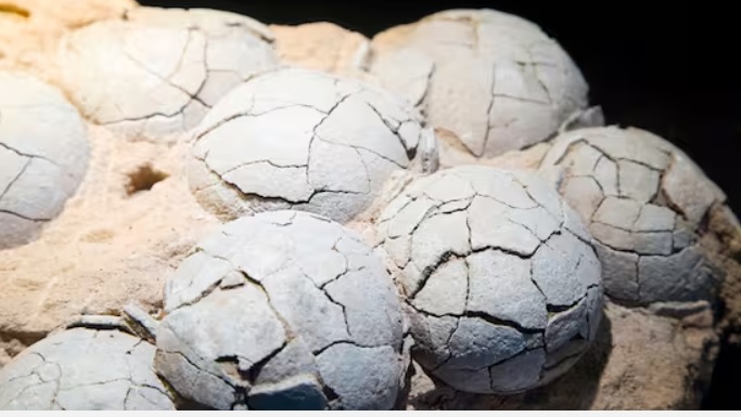 Straordinaria scoperta in Francia – Vengono alla luce 100 uova di dinosauro: un ritrovamento unico al mondo
