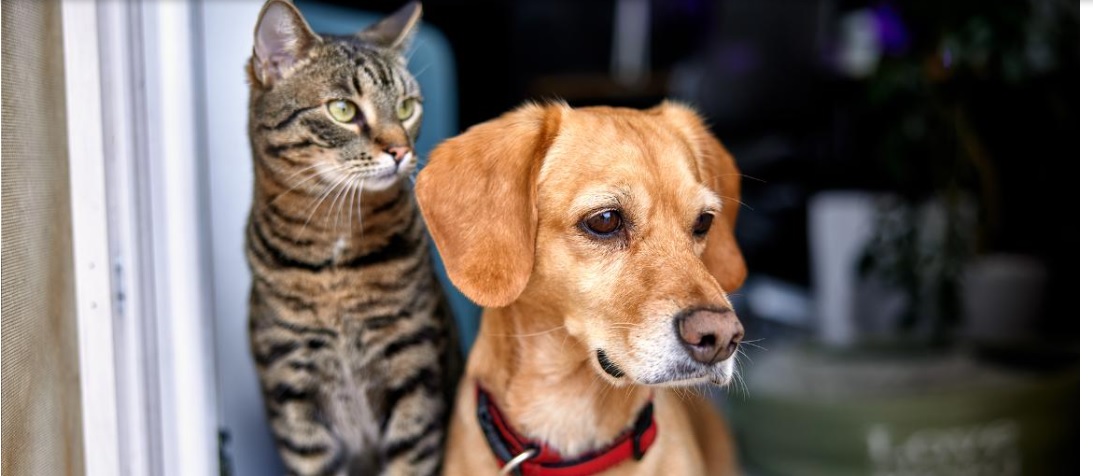 Dalla Cina il collare che promette di tradurre il linguaggio di cani e gatti: “Avremo una precisione del 95%, grazie all’IA”. Cosa c’è di vero