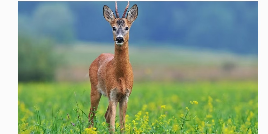 Milano- Avvistato un capriolo alle porte della città. Sorpresa nell’area verde: “E’ una ricchezza della nostra fauna”