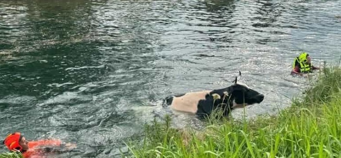 Milano – Mucca finisce nel Naviglio: salvata dai pompieri